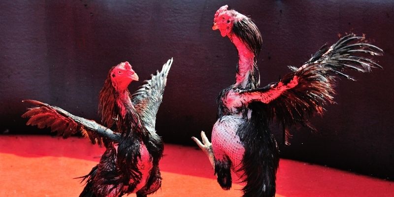 79sodo bắn cá đổi thưởng
