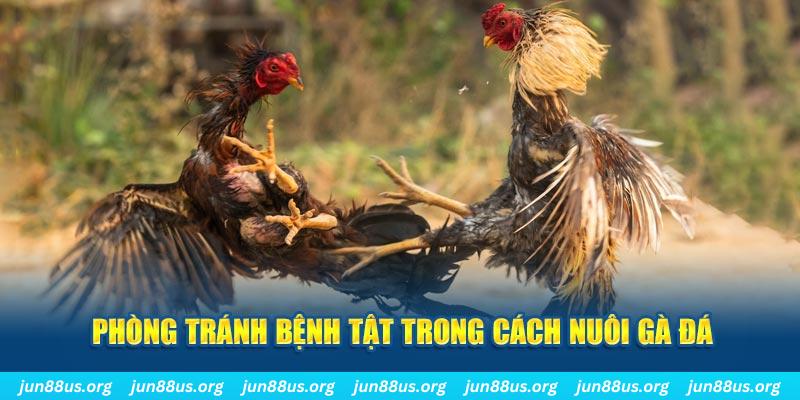79sodo natural” trong baccarat nghĩa là gì？