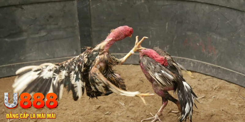 xổ số hà nội hôm nay